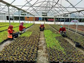 Bilecik’Te Binlerce Çiçek Toprakla Buluşmak İçin Hazırlanıyor
