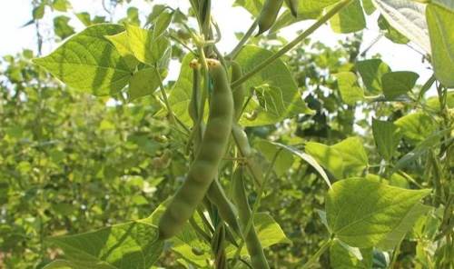 Bilecik’te boncuk fasulye sezonu açıldı