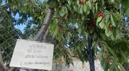 Bilecik'te bu notu görenler kiraz yedi