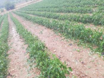 Bilecik’Te Ceviz Büyüklüğünde Dolu Yağdı
