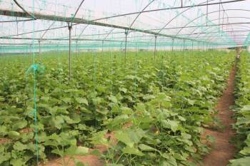 Bilecik’Te De "Kent Tarım Projesi" Başlıyor
