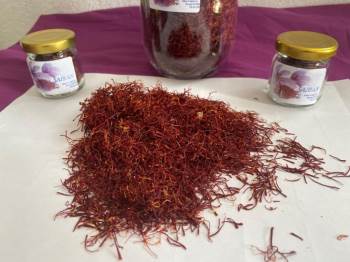 Bilecik’Te Deneme Amaçlı Ekilen Safrandan Ürün Alındı
