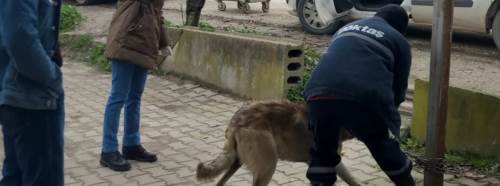 Bilecik’te evcil hayvanlar mikroçip ile kayıt altına alınıyor