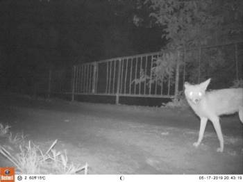Bilecik’Te Fotokapana Yakalanan Yaban Hayvanları
