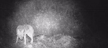 Bilecik’Te Fotokapanlar Sayesinde Yaban Hayat Hakkında Bilgi Toplanıyor
