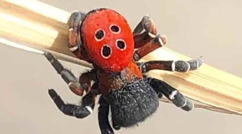 Bilecik'te görüldü, zehirli olduğu ortaya çıkınca...