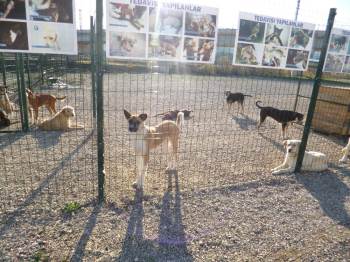 Bilecik’Te Hayvanların Şefkat Yuvası Dost Derneği Hizmet Vermeye Başlıyor
