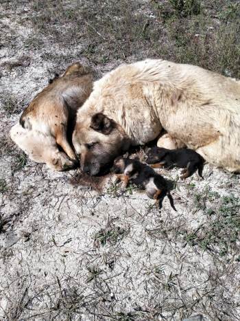 Bilecik’Te İç Parçalayan Görüntü
