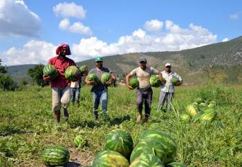 Bilecik’Te İlk Karpuz Ve Kavun Hasadı Yapıldı
