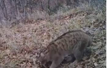 Bilecik’Te İlk Kez Görüntülendi
