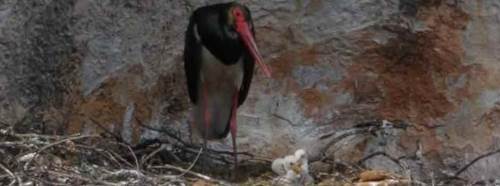 Bilecik'te ilk kez görüntülenmişti, şimdi ise...