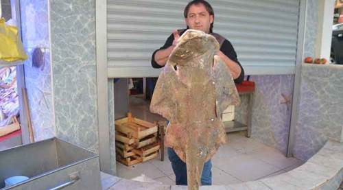 Bilecik'te insan boyundaki vatoz köpekbalığı