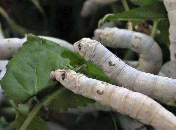 Bilecik’Te İpek Kozasının Yüzde 70’İni İnhisar Üretiyor
