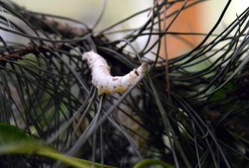 Bilecik’Te İpekböcekçiliğinin Yaygınlaştırılması Çalışmaları
