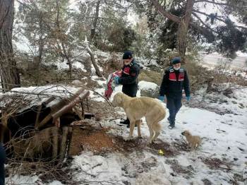 Bilecik Te Jandarma Sokak Hayvanlarını Unutmadı

