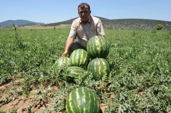 Bilecik’Te Kavun Karpuz Hasadına Sayılı Günler Kaldı
