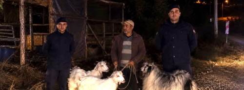 Bilecik’te kaybolan 5 küçükbaş hayvan jandarma devriyesinde bulundu