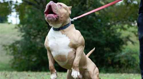 Bilecik'te köpeğe 5 bin 509 lira ceza