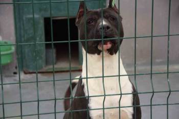 Bilecik’Te Köpek Sürüsünden Kaçan Yaşlı Kadın Düşerek Hastanelik Oldu
