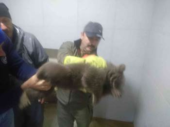Bilecik’Te Köpeklerin Saldırdığı Yavru Ayı Emin Ellerde
