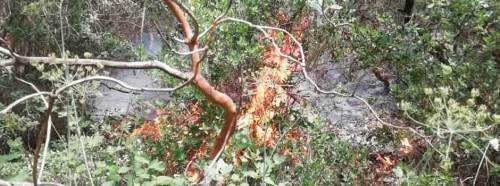 Bilecik'te korkutan orman yangını!