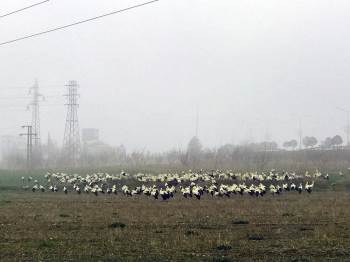Bilecik’Te Leyleklerin Göçü, Sisle Birleşince Görsel Şölen Oluştu
