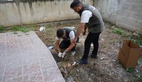 Bilecik’te mazgala sıkışan kedi yavruları kurtarıldı