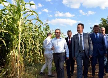 Bilecik’Te Mısır Çeşitlerinin Hasadı Yapıldı
