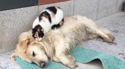 Bilecik'te onları böyle gören dönüp bir daha bakıyor!