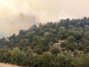 Bilecik’Te Orman Yangını
