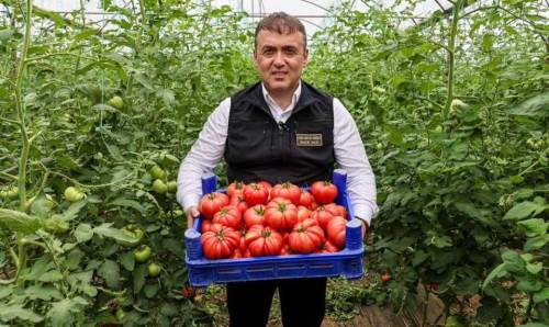 Bilecik'te örtü altı domates hasadı başladı