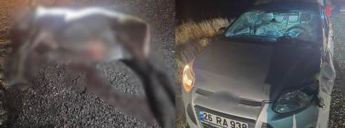 Bilecik’te otomobilin çarptığı geyik telef oldu