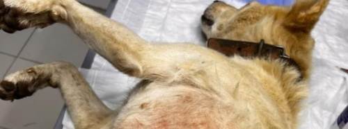 Bilecik’te sahipsiz köpeğe umut olan müdahale