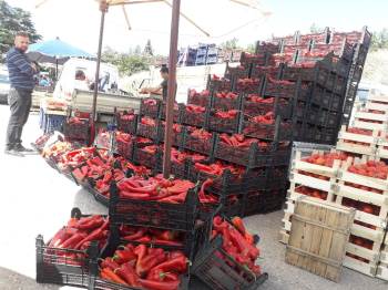 Bilecik’Te Salçalıklar Pazar Tezgâhlarını Doldurdu
