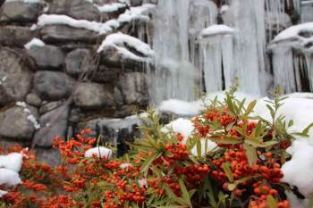 Bilecik’Te Soğuklar Şelaleyi Dondurdu
