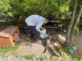 Bilecik’Te Sokak Hayvanları Unutulmadı
