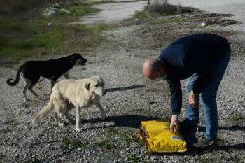 Bilecik’Te Sokak Hayvanları Unutulmadı
