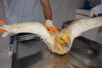 Bilecik’Te Son 8 Ayda 420 Köpek İle 150 Kedi Kısırlaştırıldı
