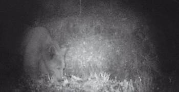 Bilecik’Te Su İçen Boz Ayı Foto Kapanla Görüntülendi
