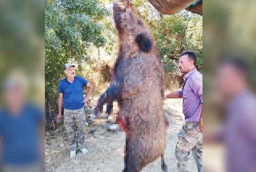 Bilecik’te tartıya çıkarınca şaşkına döndüler! Tam 285 kilo çıktı