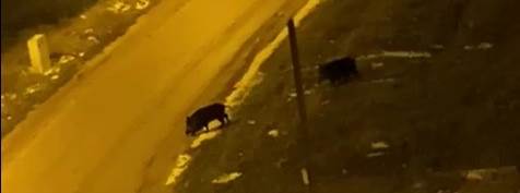 Bilecik’te yaban domuzları sokak sokak gezdi!