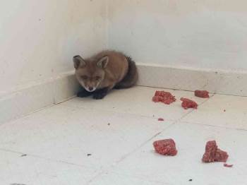 Bilecik’Te Yakalanan Yavru Tilki İlgi Odağı Oldu
