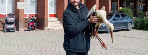 Bilecik’te yaralı leylek ekipler tarafından kurtarıldı