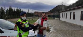 Bilecik’Te Yaralı Şahine Jandarma Ekipleri Sahip Çıktı
