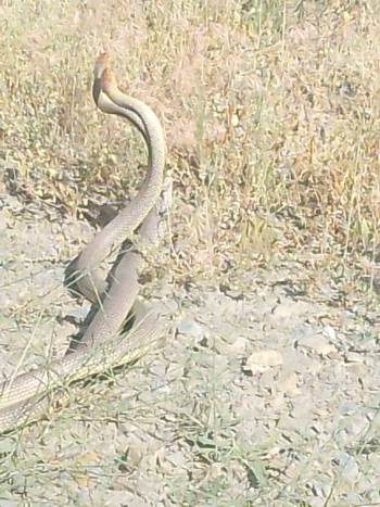 Bilecik’Te Yılanların Dansı Kameraya Yansıdı
