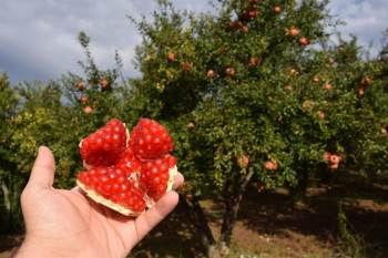 Bilecik’Te Yılda 6 Bin Ton Üretilen ’Deve Dişi Nar’ Hasadı Başladı
