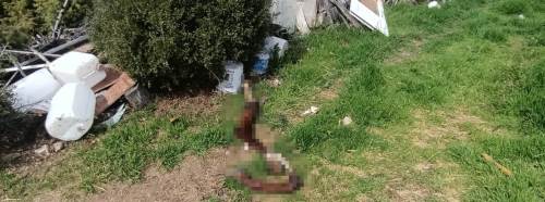 Bilecik’te zabıta baskını: Hurda yığınında şok eden görüntüler!