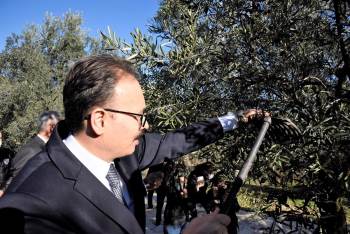 Bilecik’Te Zeytin Hasadı Yapıldı

