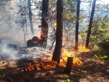 Bilecik’Teki Orman Yangınında 6 Hektar Alan Kül Oldu
