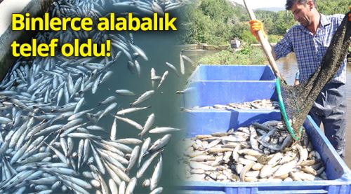 Binlerce alabalık telef oldu